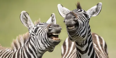 Самые смешные фото животных мира: прикольная подборка с конкурса Comedy  Wildlife Photo Awards