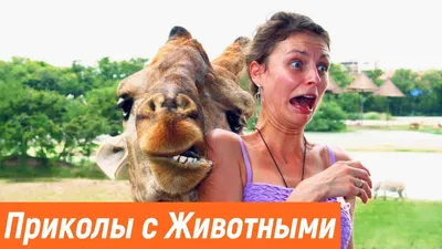 Лучшие смешные рассказы / Best Funny Stories, Джером К. Джером – скачать  книгу fb2, epub, pdf на ЛитРес