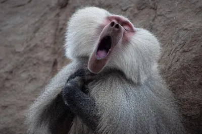 Самые смешные фото животных мира: прикольная подборка с конкурса Comedy  Wildlife Photo Awards