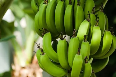 Эксперты: бананы могут существенно подорожать в Европе и России - Газета.Ru