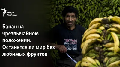 Самый распространенный сорт бананов скоро вымрет: его пожирает грибок –  Москва 24, 