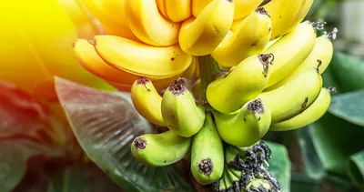 Почему мир скоро может остаться без бананов / Хабр