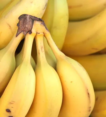 Банан на чрезвычайном положении. Останется ли мир без любимых фруктов