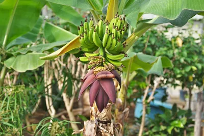 Банан райский (Musa paradisiaca) - PictureThis