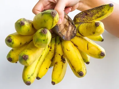 15 самых необычных видов бананов