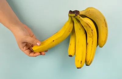 Как вырастить банан дома: сорта. Выращивание банана дома