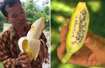 Появились не в Африке. 5 интересных фактов про бананы | Популярная наука |  Дзен