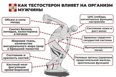 Кожа самый большой орган человека. Строение и функции кожи