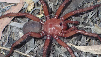 В Австралии обнаружили новый вид гигантского паука - РИА Новости, 