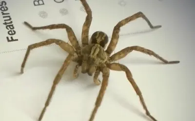 Самый большой в мире паук | Пикабу