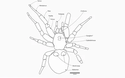 Самый большой в мире паук проехал зайцем тысячи километров