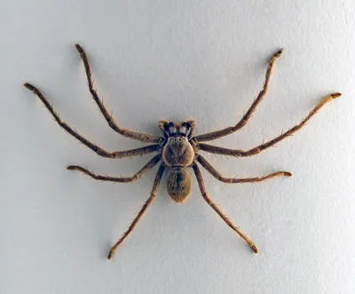 Самый большой паук в мире | Паук, Укусы паука, Позвоночные