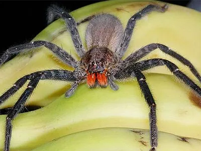 Самый крупный паук, плетущий ловчие сети »  - Источник Хорошего  Настроения