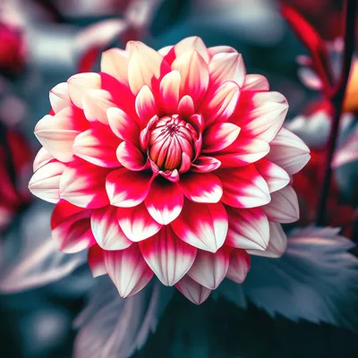 Самые красивые цветы в мире - Цветочка