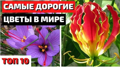 Кадупул — самый красивый цветок в мире, Узоры и декор 3D модель для ЧПУ:  STL / MAX (obj)