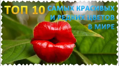 Самые красивые цветы в мире - 24СМИ