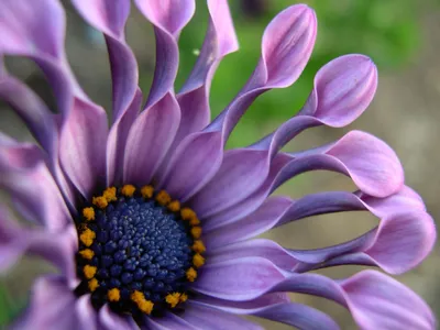 TMC MICE | ТОП 10 самых красивых цветов в мире.