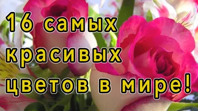 Большая коллекция самых красивых обоев с цветами