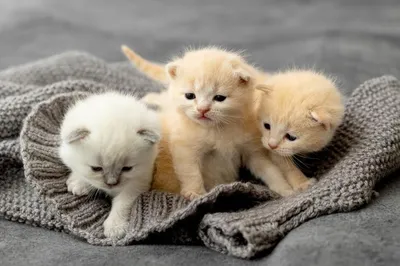 : Вечные котята. 5 самых маленьких пород кошек