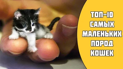 К чему снятся котята по соннику: толкование снов про котят