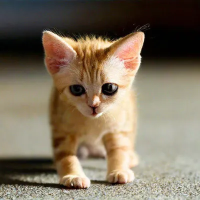 Самые маленькие породы кошек в мире - Зоомагазин MasterZoo