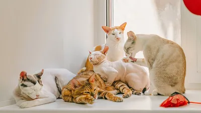 Самые маленькие породы кошек: 8 вечных котят | Про Кошек | Дзен