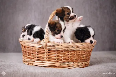 10 самых маленьких собак в мире, которых так и хочется обнять | Шоу |  