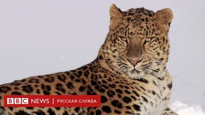 ТОП-7 краснокнижных животных Казахстана - 