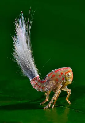 Редкие животные, растения и насекомые из Суринама
