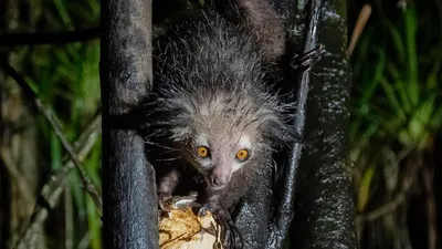 Одно из самых редких животных на планете – золотая ... | Без кота и жизнь  не та | Фотострана | Пост №2290577754