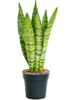 Растение комнатное Sansevieria variegata Сансевьера 40 х 13 см - купить в  Москве, цены на Мегамаркет