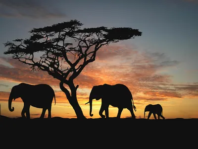Как выглядет Африканская Саванна. Пару слов о главном. | Мир животных. |  Дзен