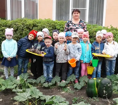 Сбор урожая на огороде детского сада - Детский сад №130