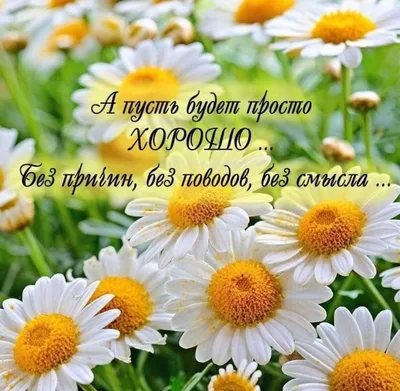 И Счастье есть...и Чудеса случаются» | ВКонтакте | Wallpaper nature  flowers, Beautiful flowers photos, Sunflower pictures