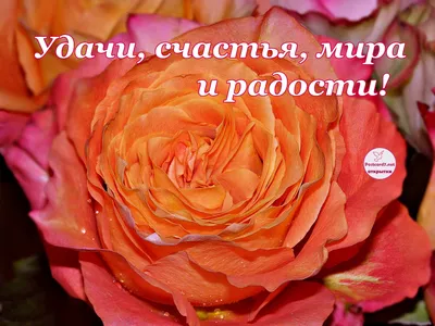 Я желаю всем добра, счастья, радости, тепла! | Wise words, Words, Poems