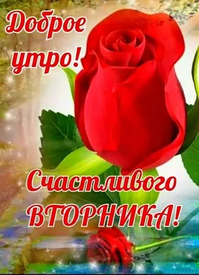 ВАЛЯ on X: "@qvVG2mCnRDGK01A Мария, 🖐️ ! Доброго утра ! Удачного вторника  ! 😘🌹 /wOhu1oRmZs" / X