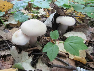 Охота на… грибы » "Уфимские Ведомости" | Общественно-политическая газета
