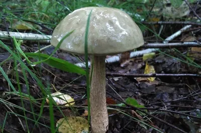 И съедобный гриб может быть опасным | г. Алатырь Чувашской Республики