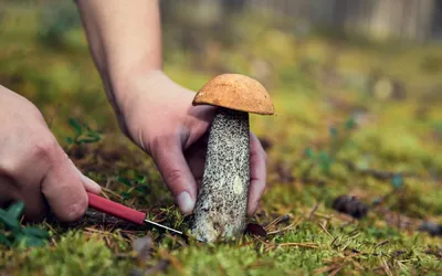 Съедобные грибы Башкирии (53 фото) »