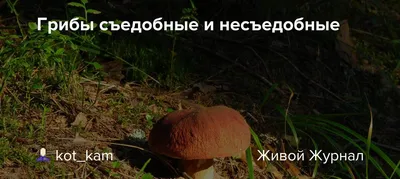 Осторожно, грибы! | Шумерлинский муниципальный округ Чувашской Республики