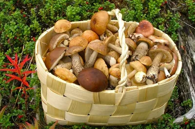 По грибы! Необычные съедобные грибы Башкортостана