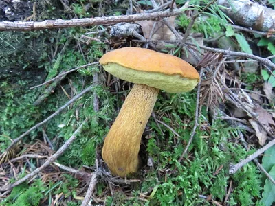 Мухомор - хороший и вкусный гриб, если уметь его готовить
