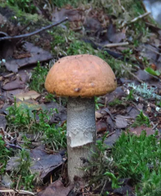 Тест: краснокнижные грибы России; какие грибы нельзя собирать в России:  перечный гриб рубиновый, опята, вешенка, порфировик, подосиновик  желто-бурый, сыроежка золотистая, подберезовик, трюфель, кровоточащий зуб -   - 