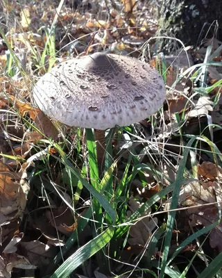 Ядовитые грибы Краснодарского (Много фото) - 