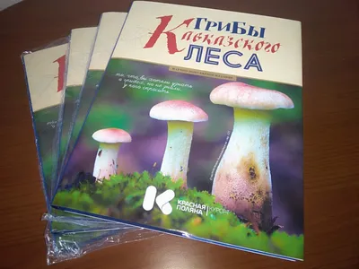 Грибы Краснодарского края - собирать или нет ? | Александр Тукало. Юрист по  недвижимости. г. Горячий Ключ, Краснодарский край | Дзен