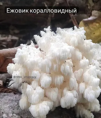 Причудливый гриб со вкусом креветки: гостя из Красной книги ЕАО нашли в  лесу на Кубани - 