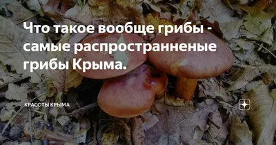 Время «тихой охоты»: самые грибные места Крыма | Чем заняться |  Туристический портал Республики Крым