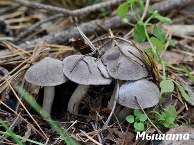 Как крымчанам не отравиться грибами - YouTube