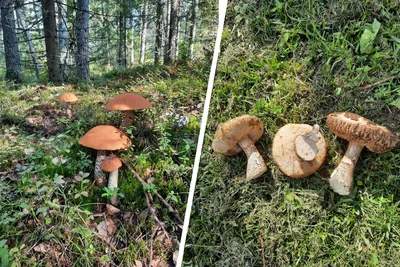 Осенние грибы Подмосковья съедобные (94 фото) - 94 фото