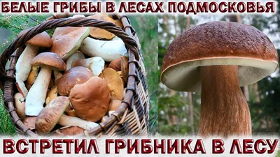 Шатура Хлам - Названы самые грибные места Подмосковья